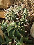 Euphorbia meloformis subsp. valida