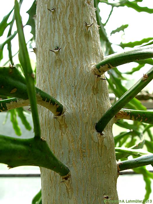 Euphorbia ramipressa