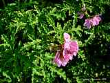 Pelargonium quercifolium