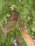 Araucaria bidwilli