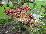 Aesculus hippocastanum 'Monstrosa'