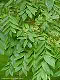 Juglans ailantifolia var. ailantifolia