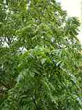 Juglans ailantifolia var. ailantifolia