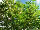 Juglans ailantifolia var. cordiformis