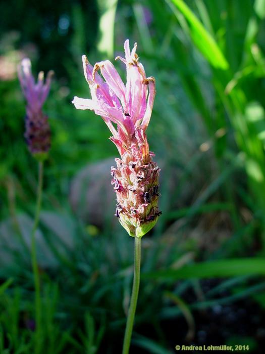 Lavandula stoechas