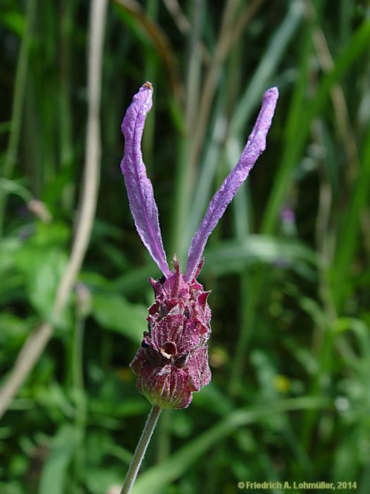 Lavandula stoechas