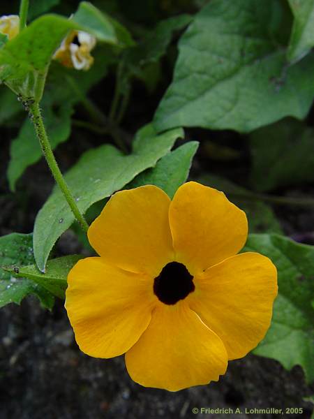 Thunbergia alata