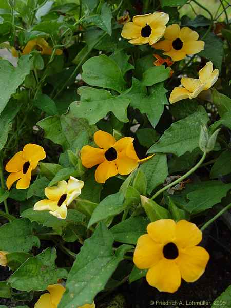 Thunbergia alata