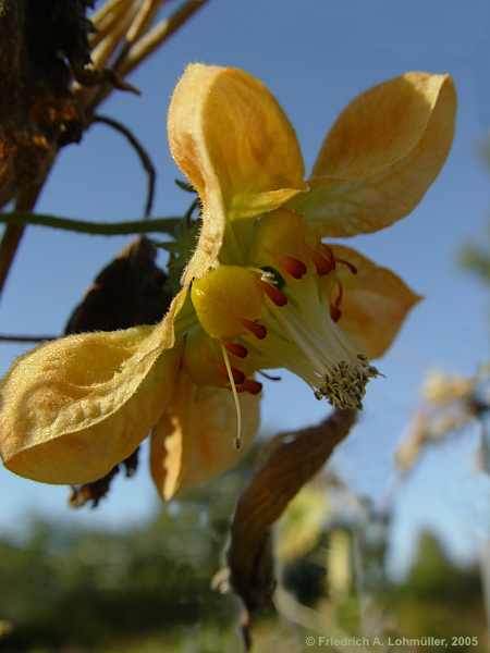 Caiophora lateritia