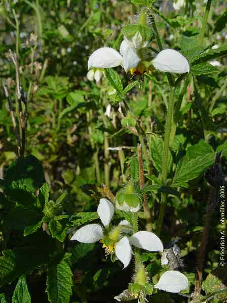 Loasa tricolor