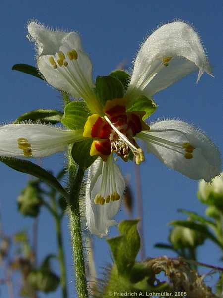 Loasa tricolor