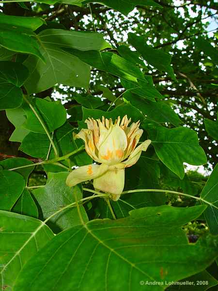 Liriodendron tulipifera