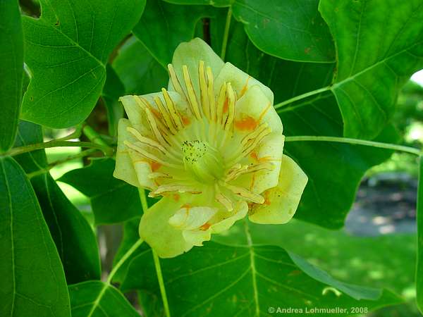 Liriodendron tulipifera