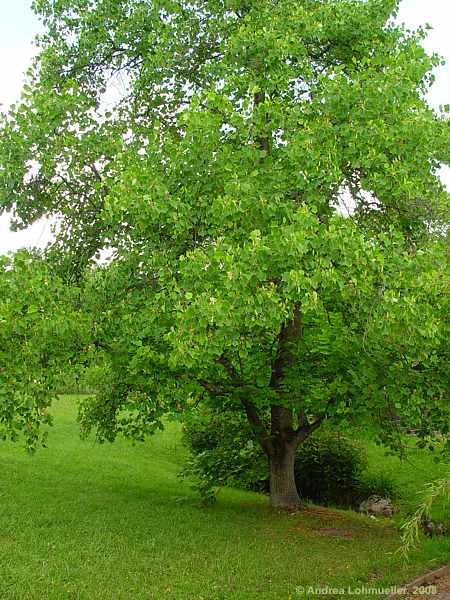 Liriodendron tulipifera