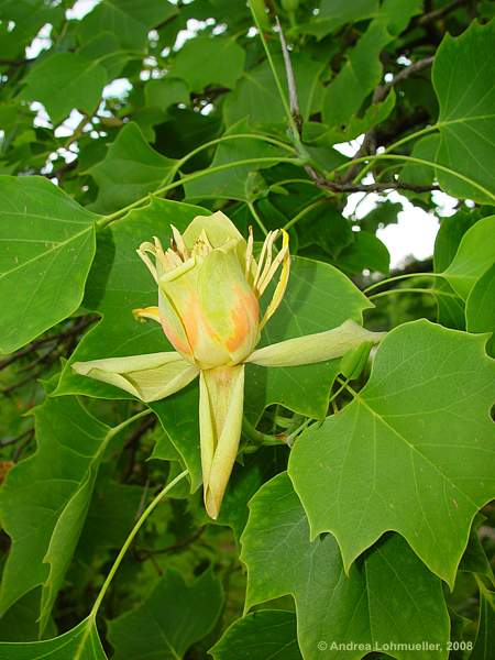 Liriodendron tulipifera