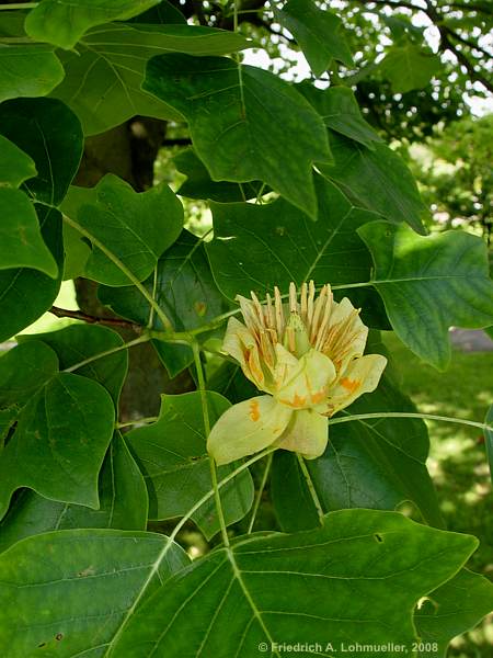 Liriodendron tulipifera