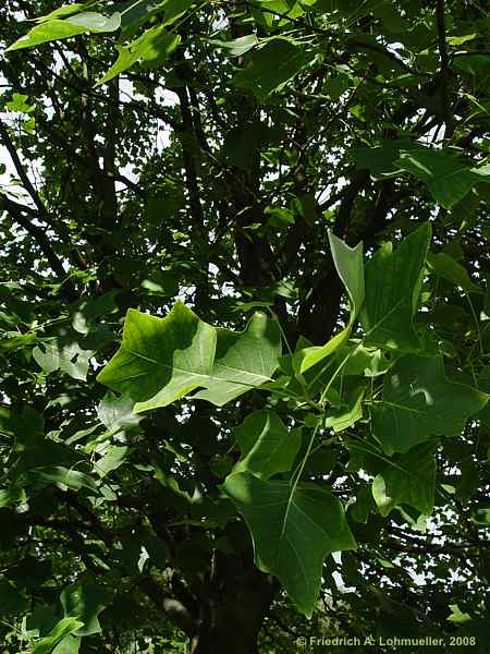 Liriodendron tulipifera