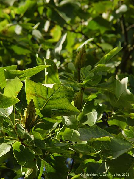 Liriodendron tulipifera