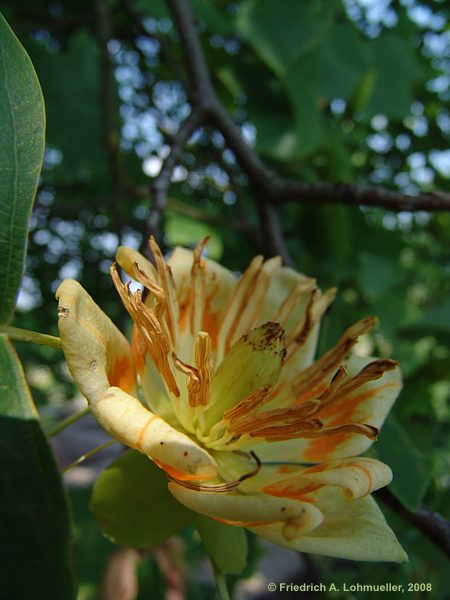 Liriodendron tulipifera