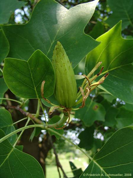 Liriodendron tulipifera