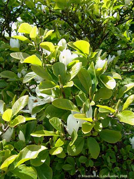Magnolia denutata