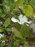 Magnolia kobus 'Loebneri'