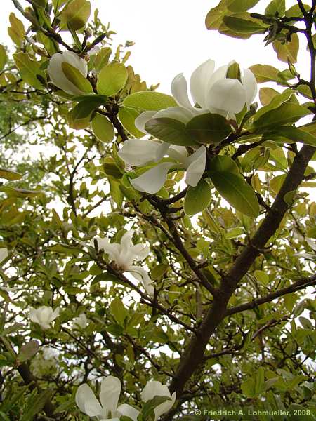 Magnolia kobus 'Loebneri'