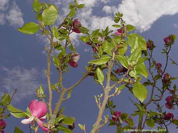 Magnolia denutata