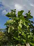 Magnolia species