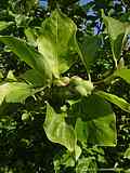 Magnolia species