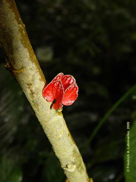 Goethea cauliflora