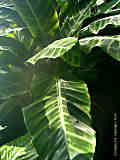 Calathea lancifolia