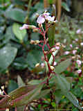Centradenia floribunda