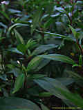 Centradenia floribunda