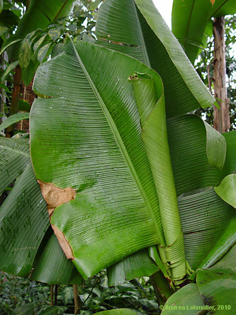 Musa acuminata