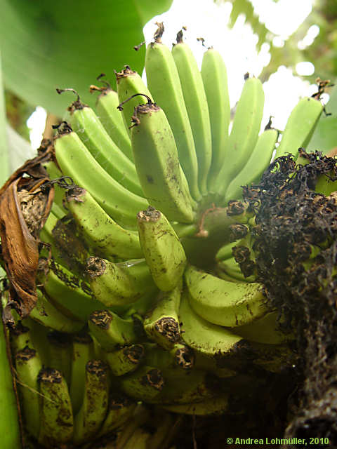 Musa acuminata