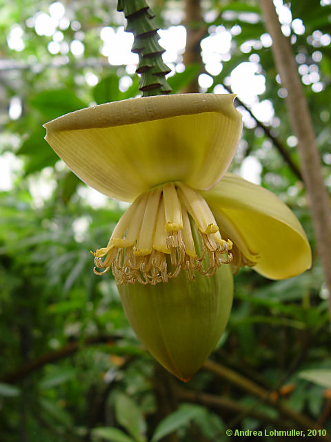 Musa species