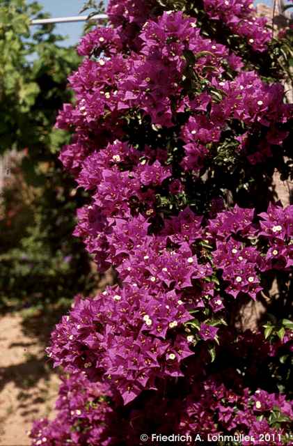 Bougainvillea glabra