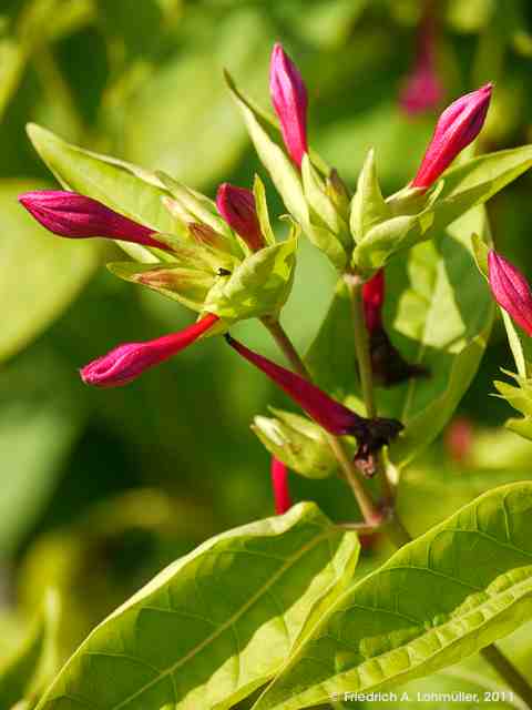 Mirabilis jalapa