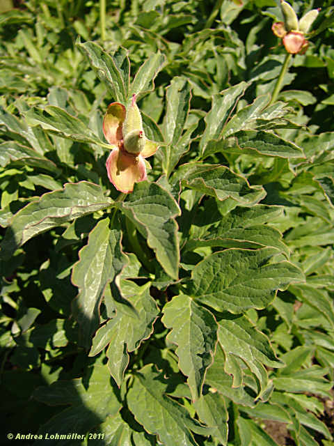 Paeonia officinalis