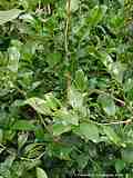 Pentaphylacaceae