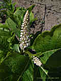 Phytolacca acinosa