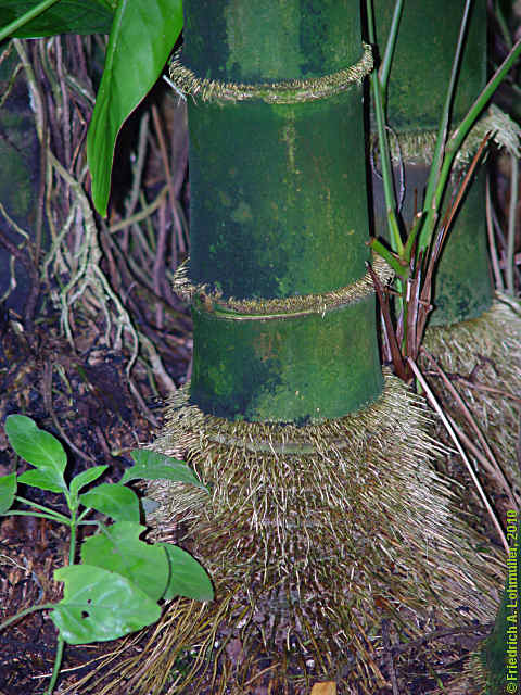 Bambusa vulgaris