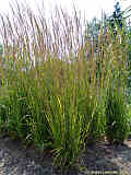 Calamagrostis arundinaceae