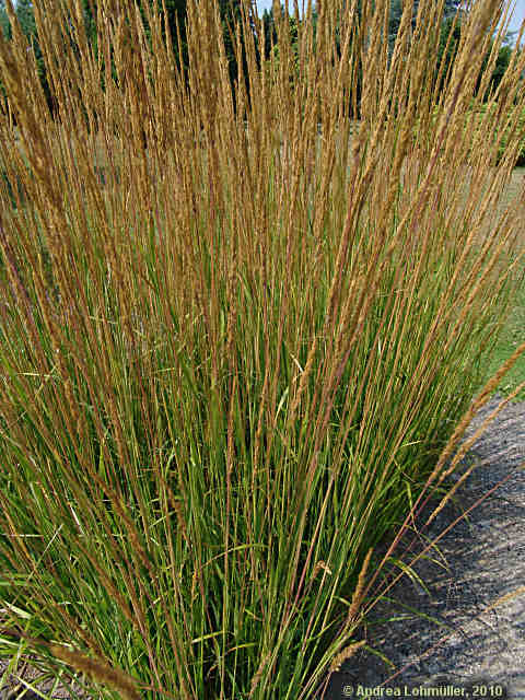 Calamagrostis arundinaceae