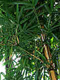 Phyllostachys vivax f. aureocaulis