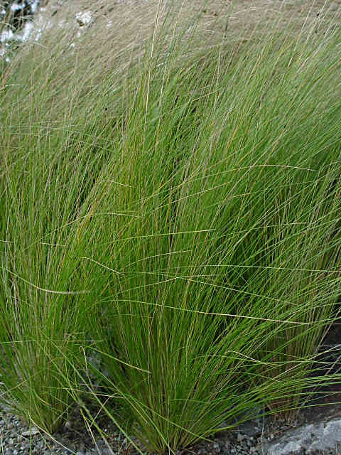 Stipa pennata