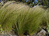 Stipa tenuissima var. oreophila