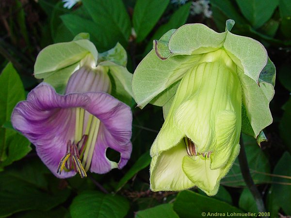 Cobaea scandens