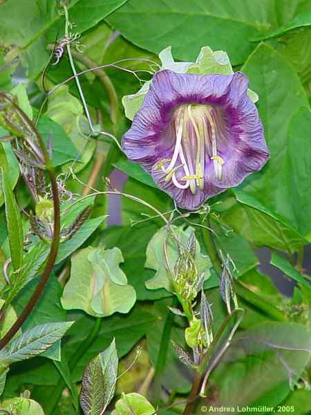 Cobaea scandens